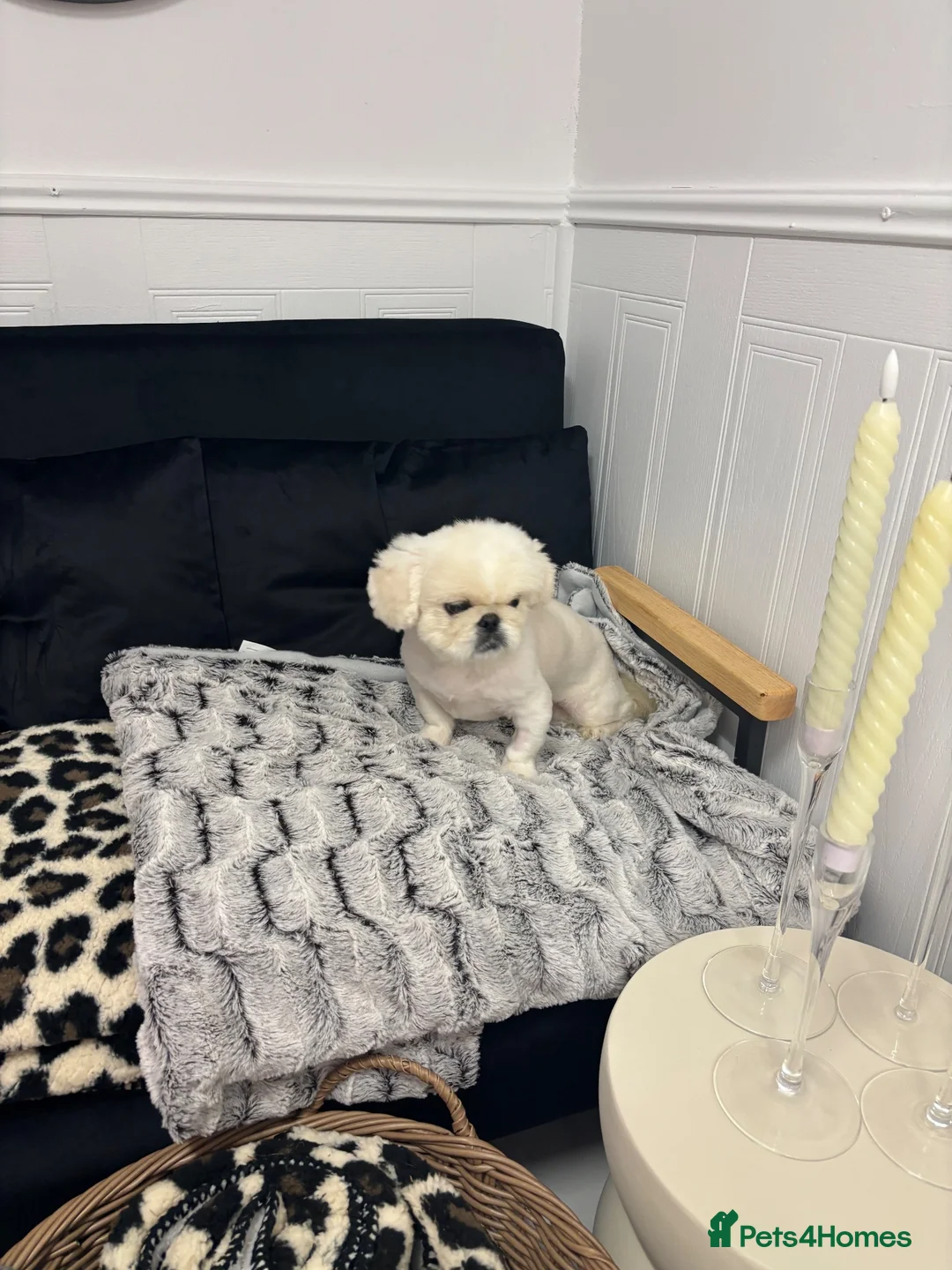 Pekingese dogs for sale: Top quality white male Pekingese  in Windsor - Advert 2