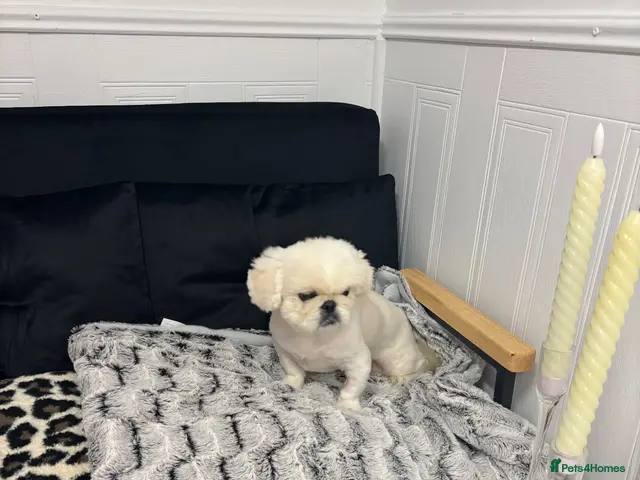 Pekingese dogs for sale: Top quality white male Pekingese - Advert 2