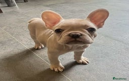 French Bulldog dogs for sale: Beautiful non kc female  - Image 24