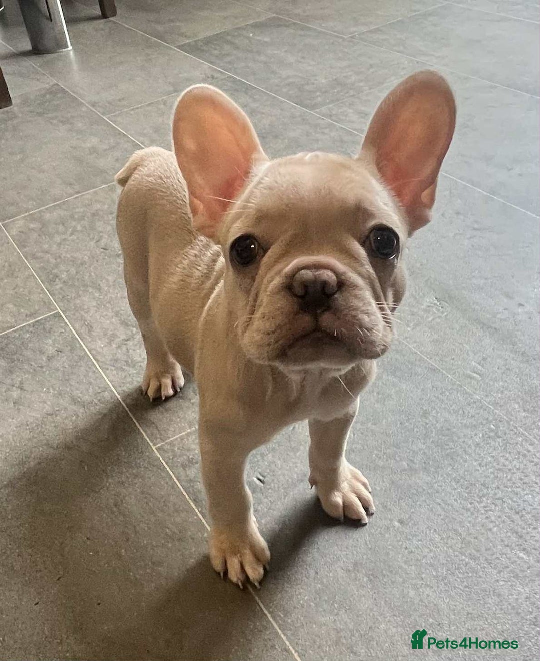 French Bulldog dogs for sale: Beautiful non kc female  - Image 24