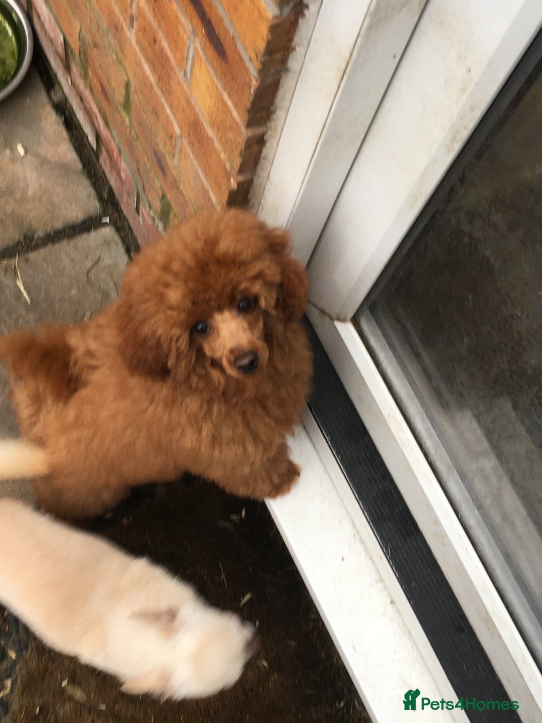 Toy Poodle dogs for sale: Beautiful red toy poodle bitch  - Advert 1