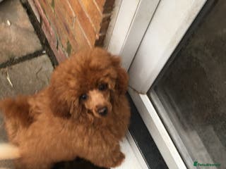 Toy Poodle dogs Beautiful red toy poodle bitch - Advert 18
