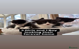 Domestic Shorthair cats for sale: Black and White Fluffy Kittens - Image 1