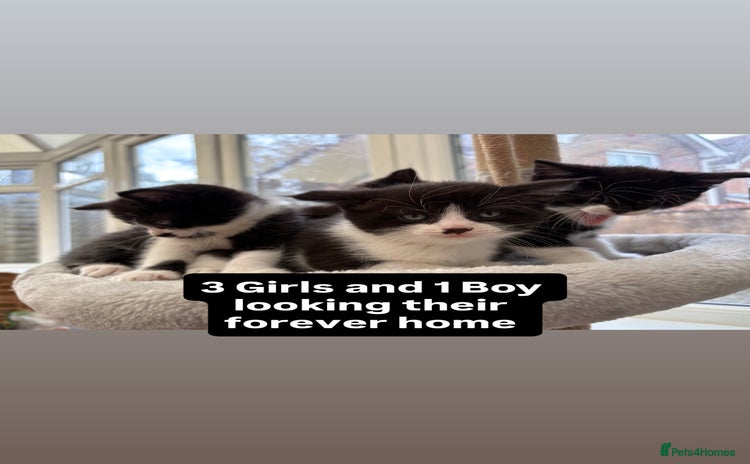Domestic Shorthair cats - Advert 1