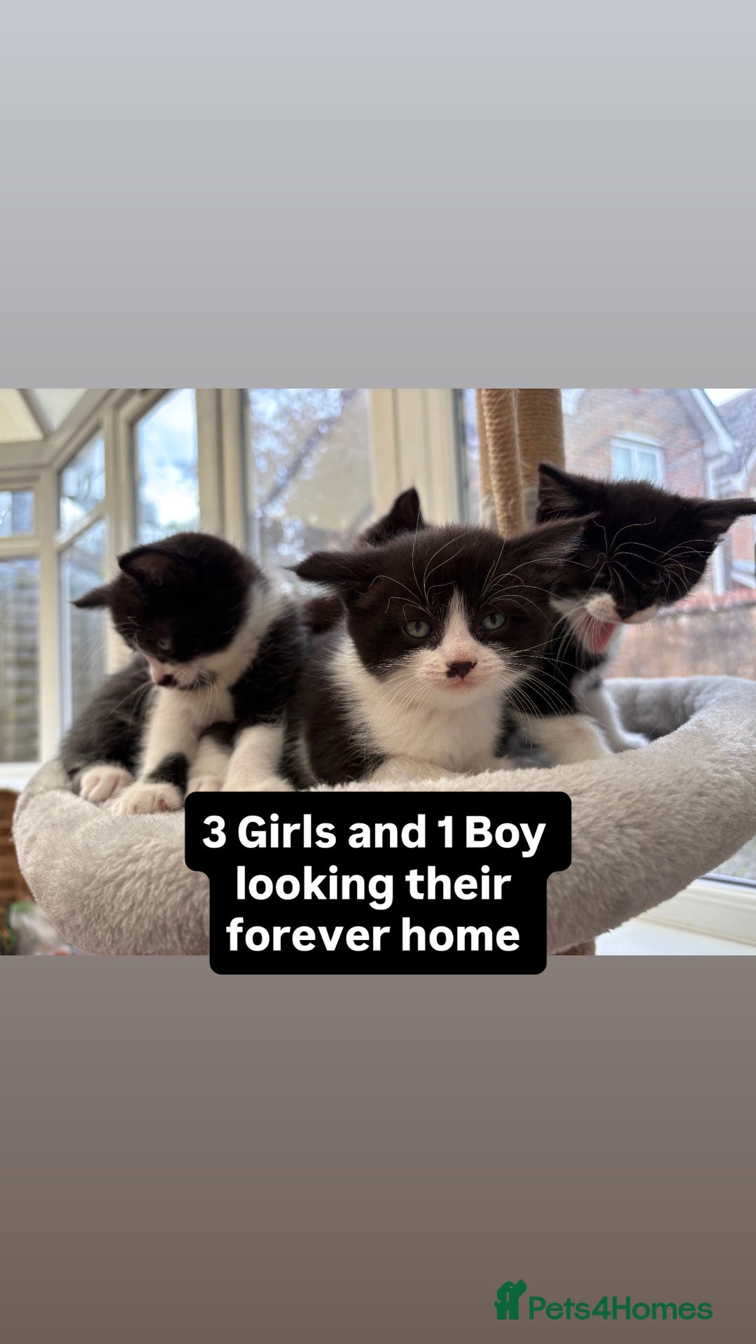 Domestic Shorthair cats for sale: Black and White Fluffy Kittens - Image 1