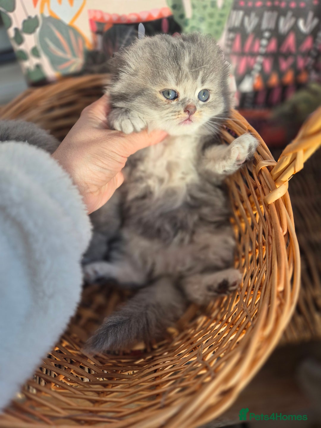 Scottish Fold cats for sale: Scottish Fold Dolls - Image 2
