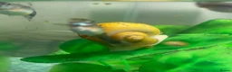 Snails fish for sale: Golden apple snails - Advert 20
