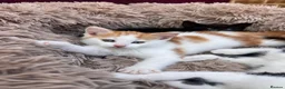 Mixed Breed cats for sale:     Beautiful Healthy Kittens Ready To Reserve  - Advert 5