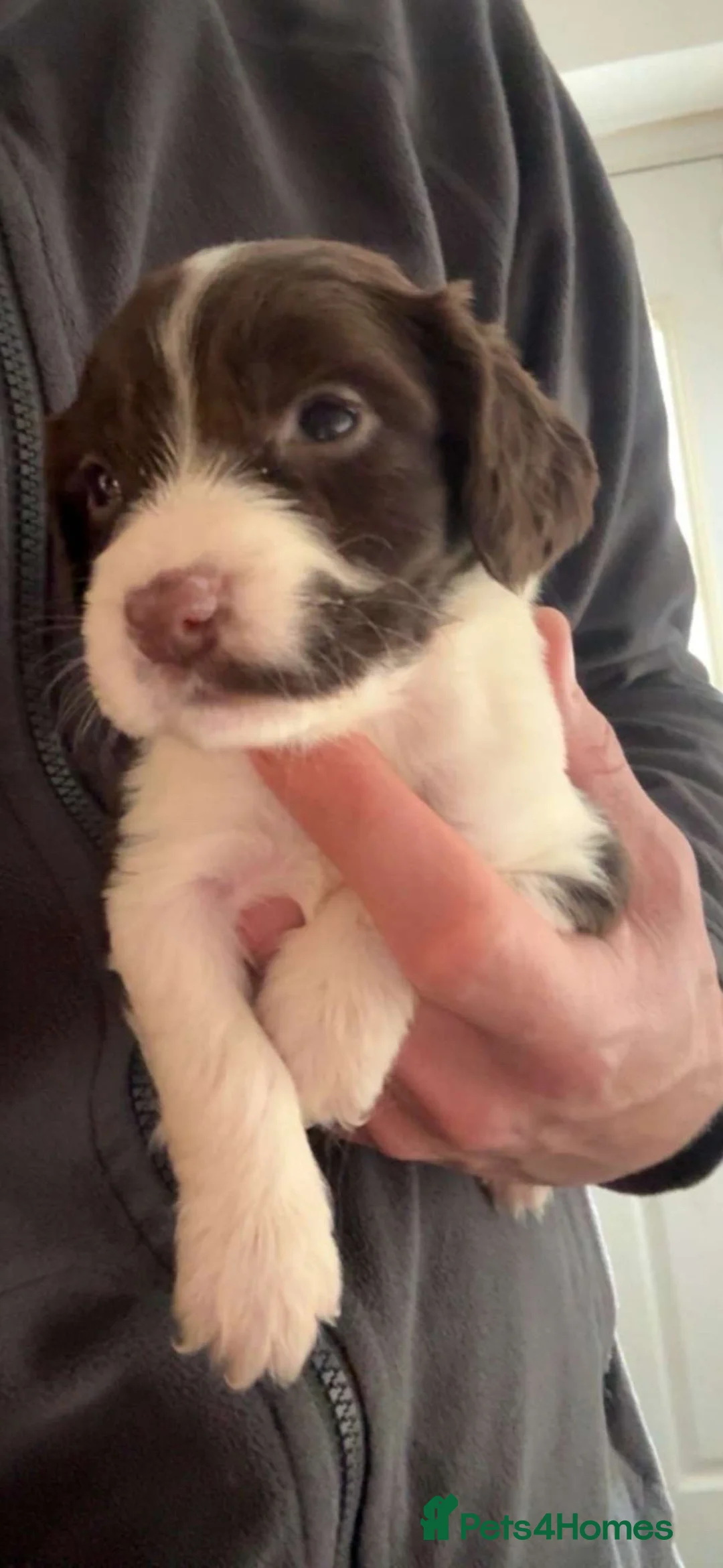English Springer Spaniel dogs for sale: English springer spaniel puppies - Advert 3