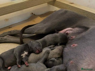 Whippet dogs 🐾 Kennel Club Registered Whippet Puppies 🐾 - Advert 3