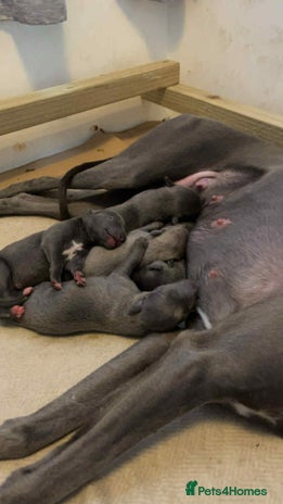 Whippet dogs 🐾 Kennel Club Registered Whippet Puppies 🐾 - Advert 1