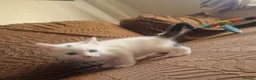 Mixed Breed cats for sale: Beautiful kittens READY TODAY  - Advert 8