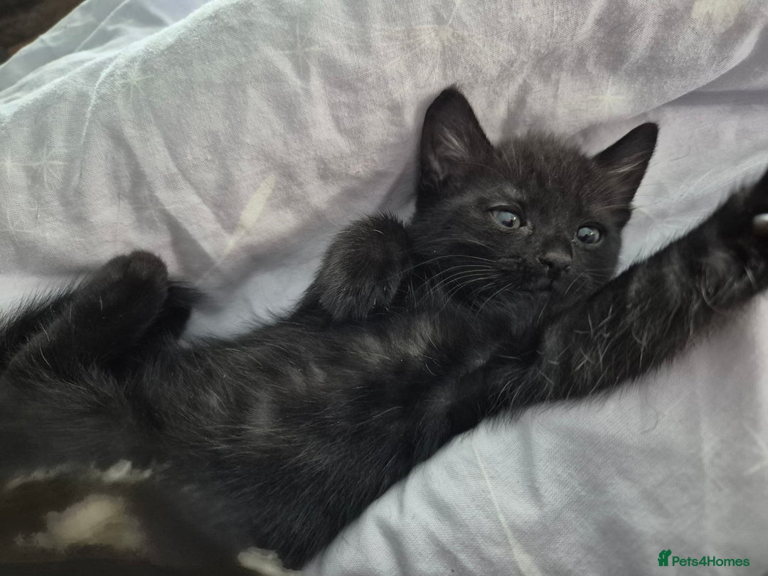 Mixed Breed cats for sale: 4 lovly kittens - Image 5