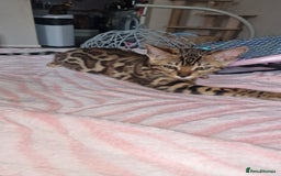 Bengal cats for sale: Two gorgeous Bengals girls  😻😻❤️ - Image 28