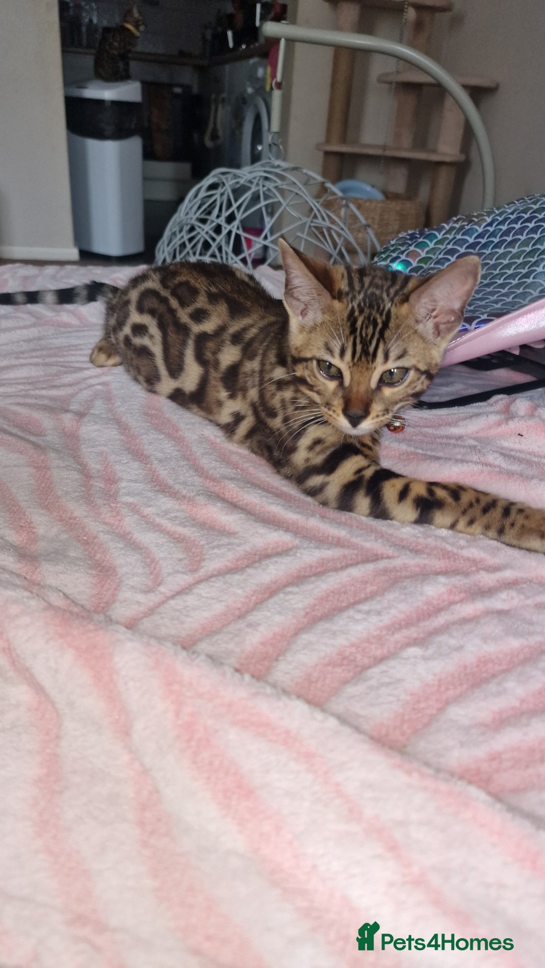 Bengal cats for sale: Two gorgeous Bengals girls  😻😻❤️ - Image 28