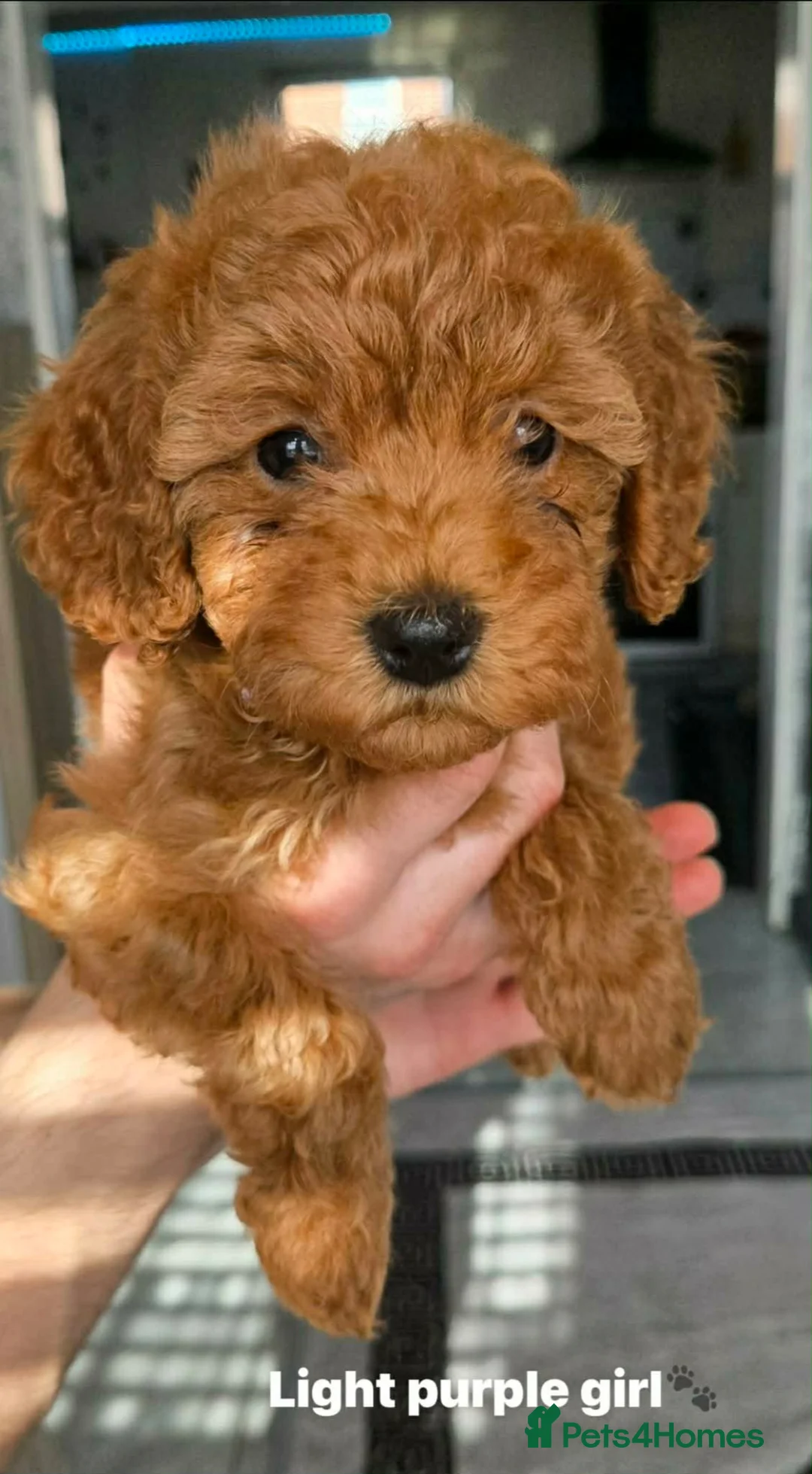 Cavapoo dogs for sale:  Ready to go!|F1B Cavapoo | DNA Tested Mum - Advert 2