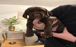 Mixed Breed dogs for sale: Sprockers cross  - Image 10