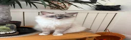 Ragdoll cats for sale: 4 ragdoll girls left ready now - Advert 6