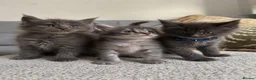 Maine Coon cats for sale: Tica Registered 5 Russian Mainecoon   - Advert 8