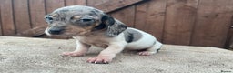 Dachshund dogs for sale: 3 beautiful dachshund puppies for new home!!!! - Advert 4