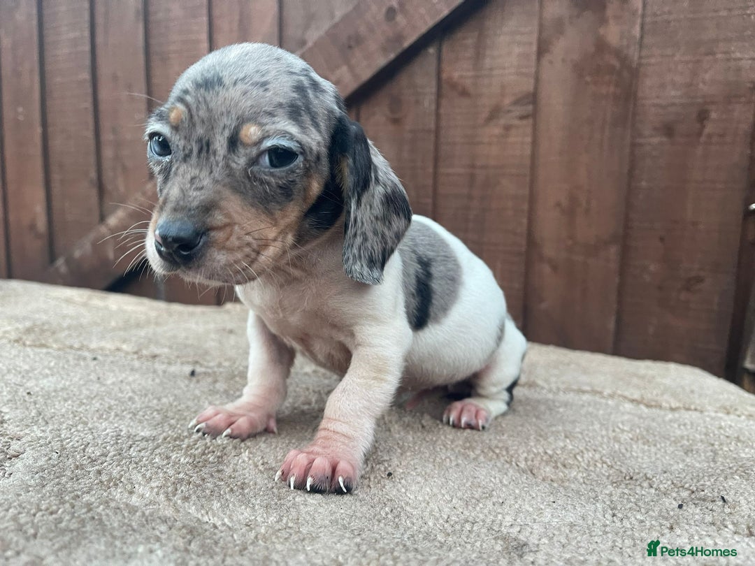Dachshund dogs for sale: 3 beautiful dachshund puppies for new home!!!! - Advert 4