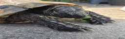 Tortoise reptiles for sale: Female Spur Thigh Tortoise  - Advert 4