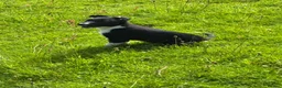 Border Collie dogs for sale: ISDS registered Border Collie Pups For Sale  in Abergavenny - Advert 3