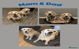 Golden Retriever dogs for sale: Golden retriever puppys - Image 7