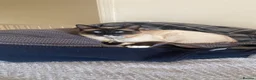Ragdoll cats for sale: Beautiful Ragdoll Siamese Kittens in Aylesford - Advert 13