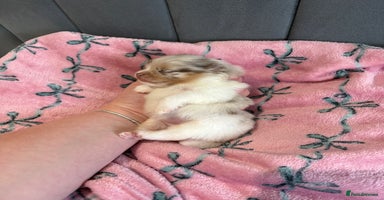 Pomeranian dogs - Advert 7