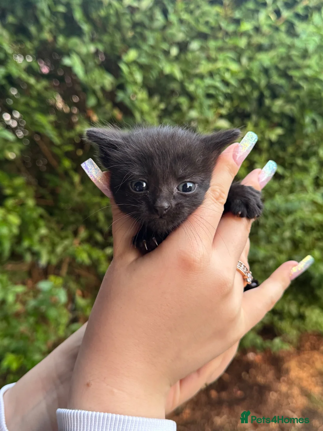 Mixed Breed cats for sale:  5 beautiful little girls are looking for home - Advert 6