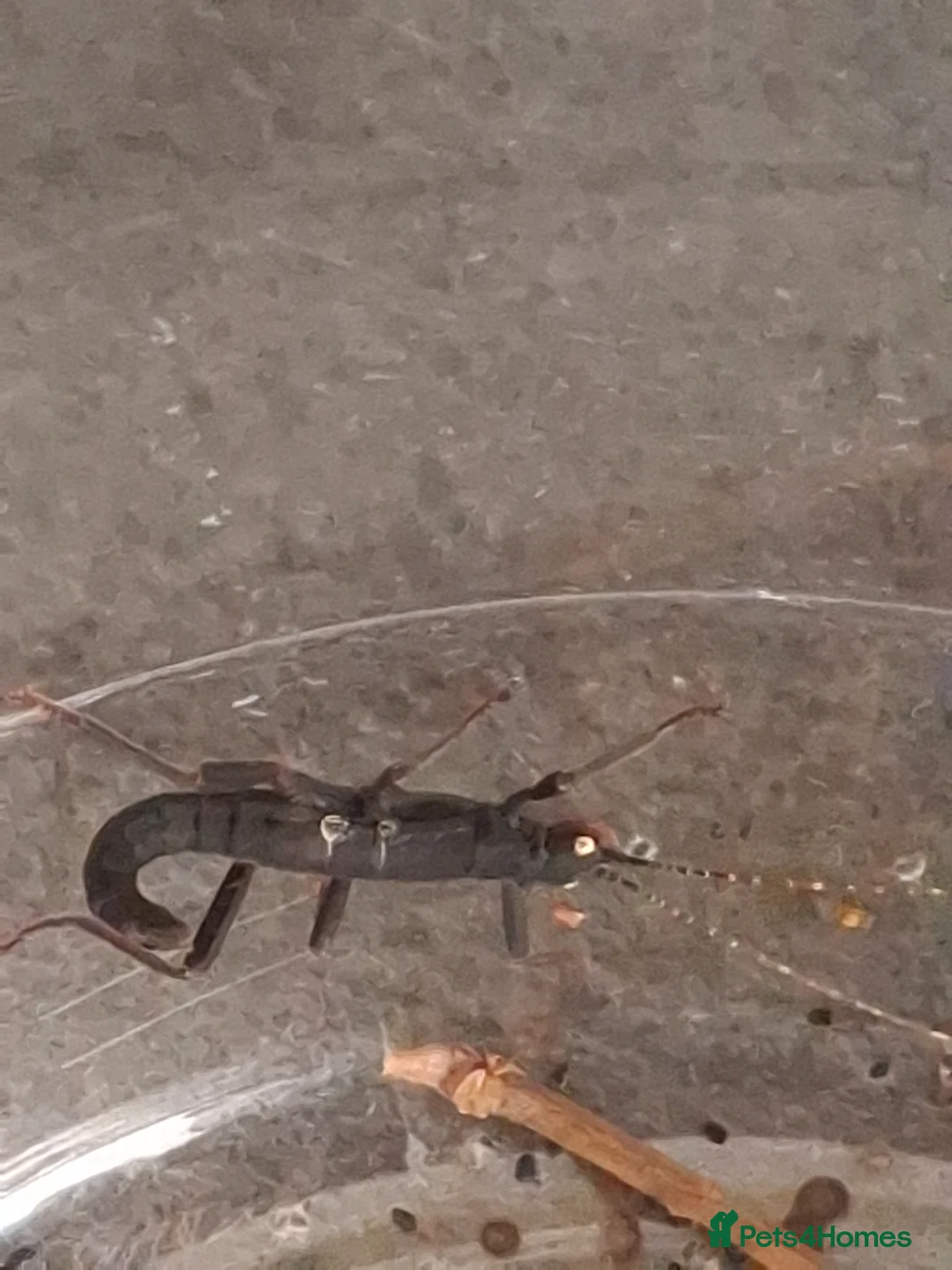 Stick Insects invertebrates for sale: Black Beauty Stick Insects - Advert 2