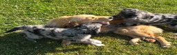 Golden Retriever dogs for sale: Beautiful Merle Golden Retriever x Border Collie - Advert 8
