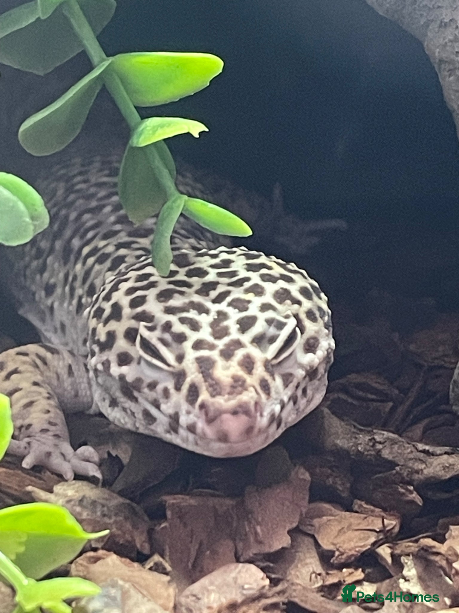 Leopard Gecko reptiles Leopard Gecko - Advert 2