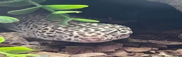 Leopard Gecko reptiles for sale: Leopard Gecko - Advert 1