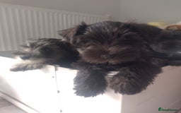 Miniature Schnauzer dogs for sale: Adorable miniature schnauzers ❤️❤️🏡  - Image 12