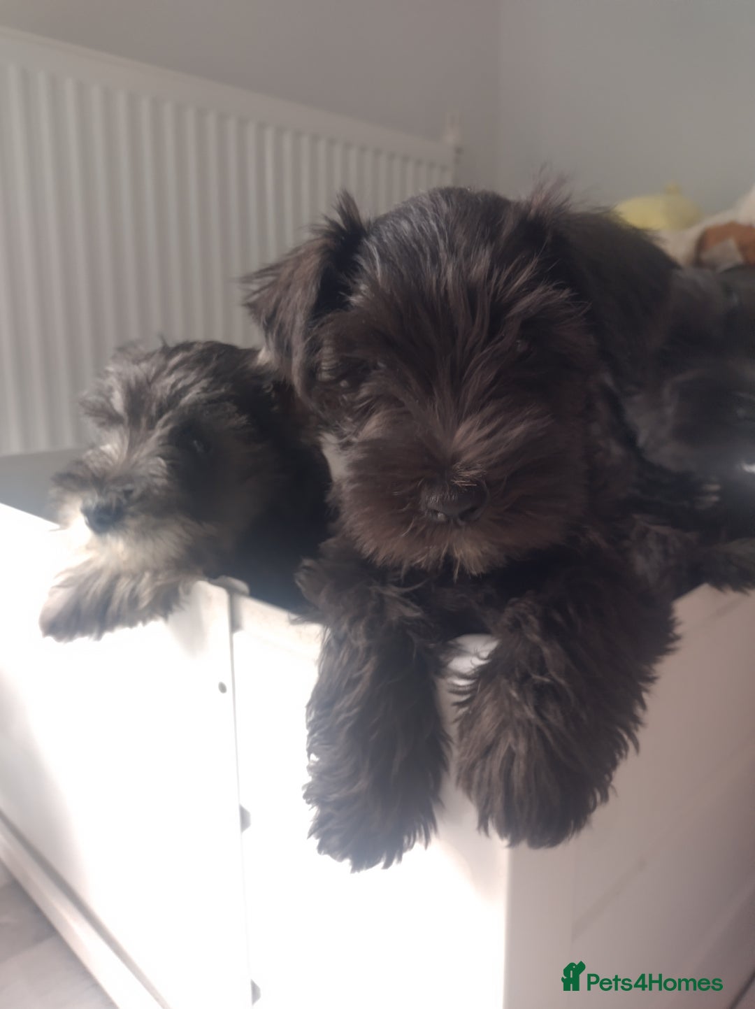 Miniature Schnauzer dogs for sale: Adorable miniature schnauzers ❤️❤️🏡  - Image 12