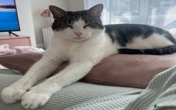 Domestic Shorthair cats for sale: Two beautiful cats looking for a new loving home. - Advert 8