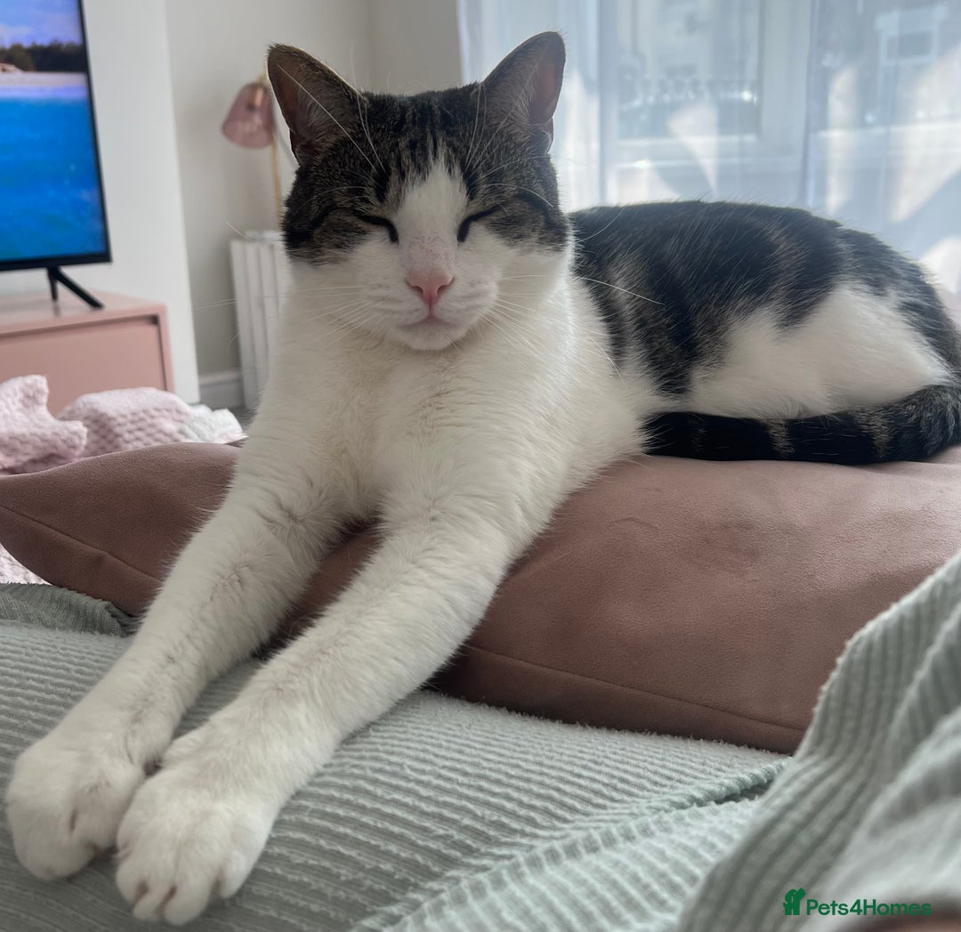 Domestic Shorthair cats for sale: Two beautiful cats looking for a new loving home. - Advert 8