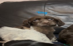 Cocker Spaniel dogs for sale: Adorable cocker spaniel puppies - Image 19