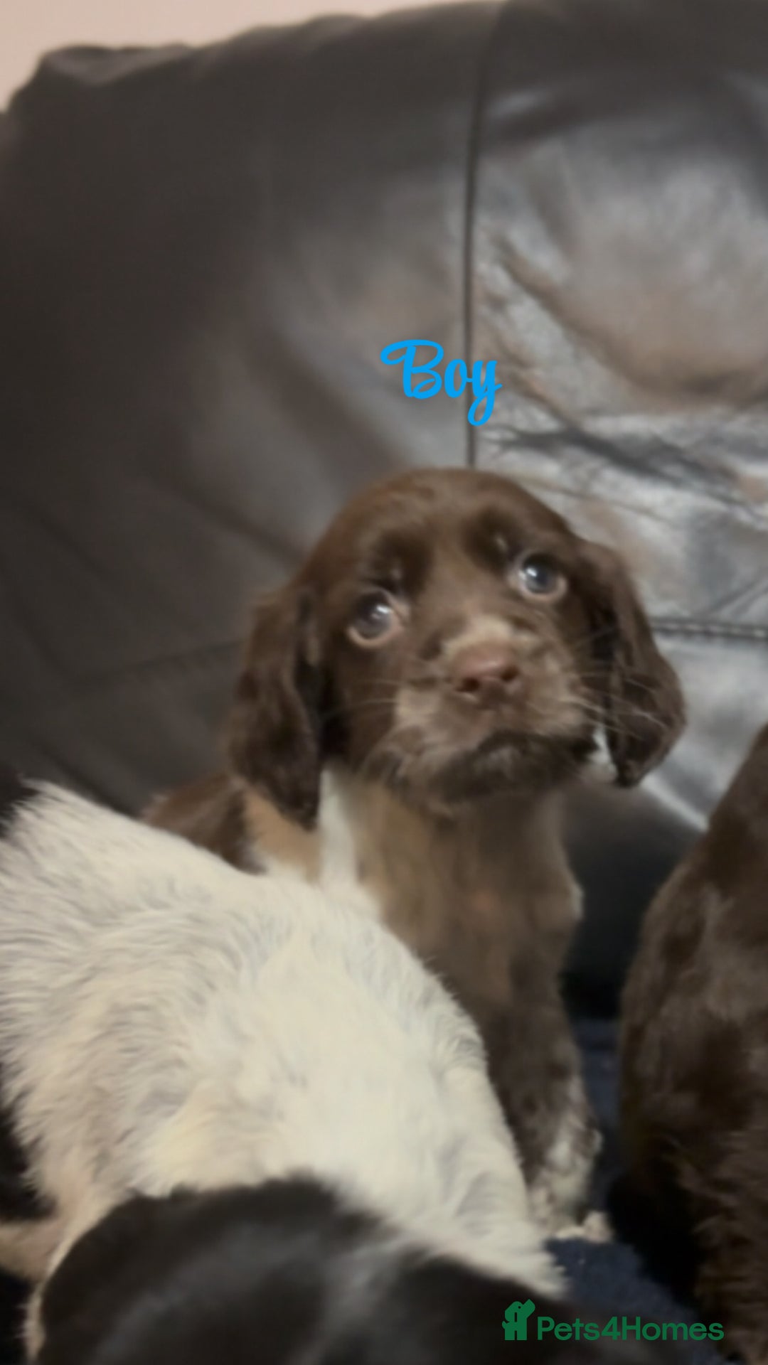 Cocker Spaniel dogs for sale: Adorable cocker spaniel puppies - Image 19