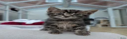 Domestic Shorthair cats for sale: Two beautiful male Tabby's  in Worcester - Advert 3