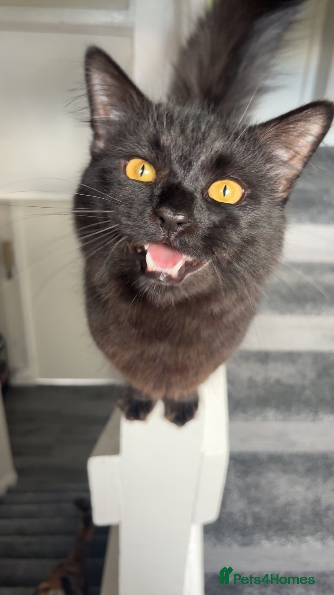 Mixed Breed cats for sale: Male moggy cat - Advert 2