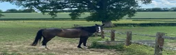 Irish Thoroughbred horses for sale: 15.3H TB Mare ex Racer excellent manners 17 years  - Advert 6