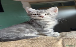 British Shorthair cats for sale: 2 blue British shorthair kittens - Advert 4