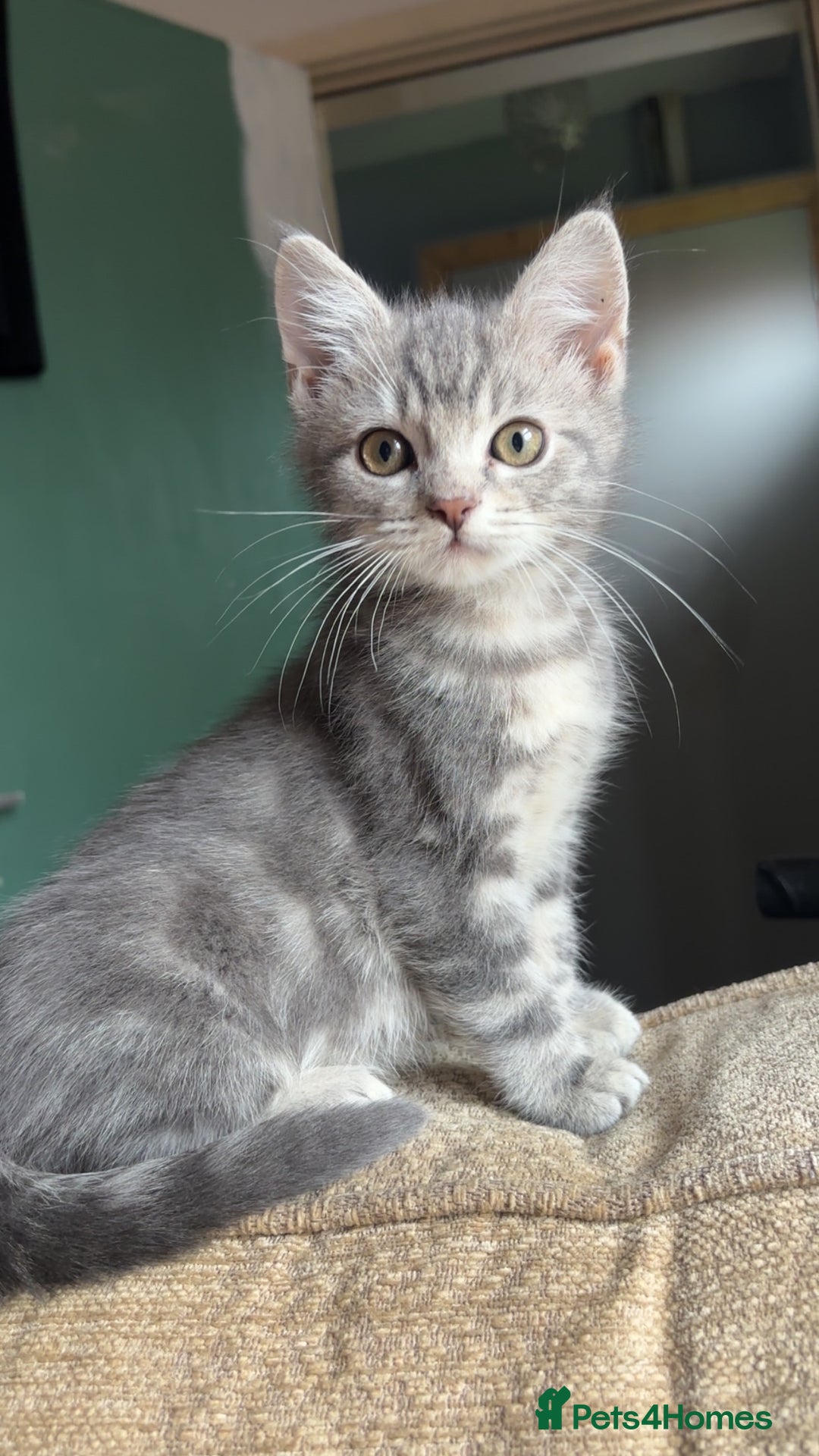 British Shorthair cats for sale: 2 blue British shorthair kittens - Advert 4