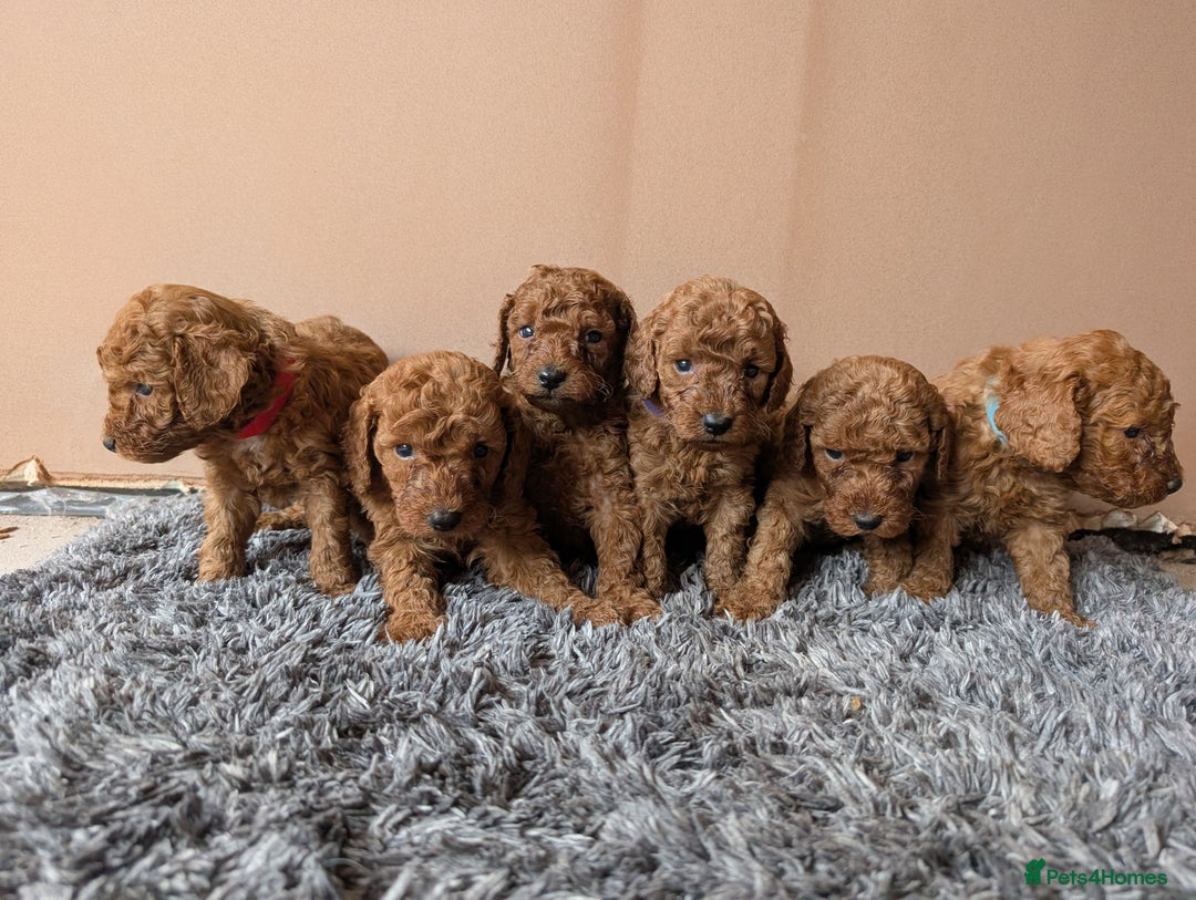 Miniature Poodle dogs for sale: Red miniature poodle puppies!! in Stafford - Image 1