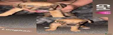 Mixed Breed 4
