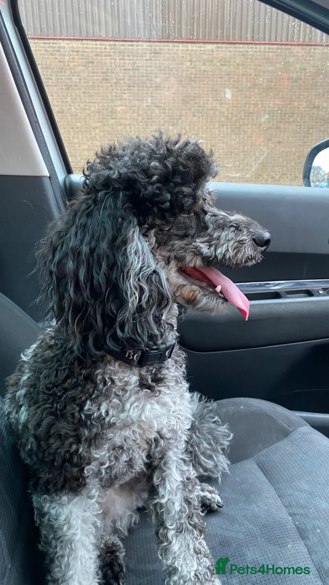 Miniature Poodle dogs for stud: Miniature poodle blue merle for stud in Bradford - Advert 24