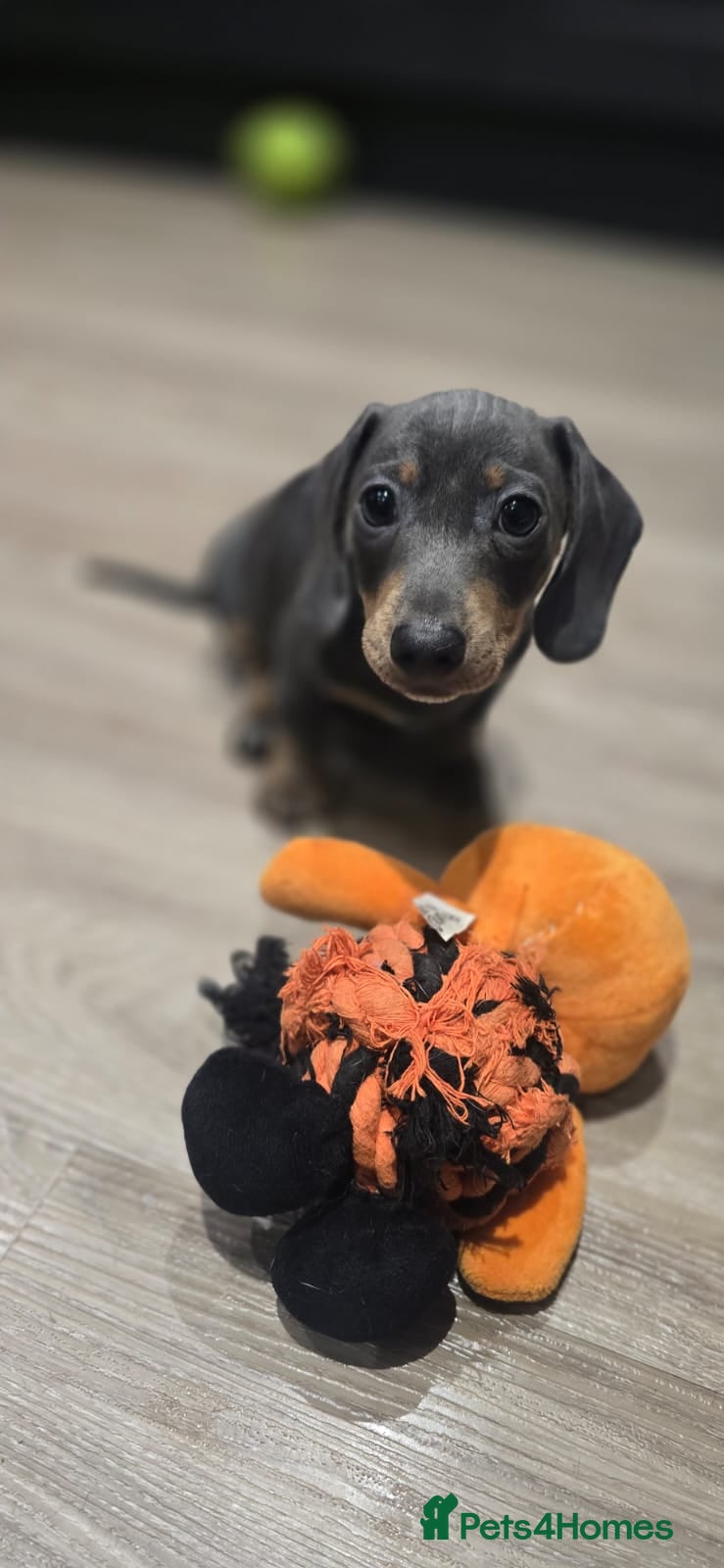 Miniature Dachshund dogs KC Miniature Shorthaired Dachshund  - Advert 1